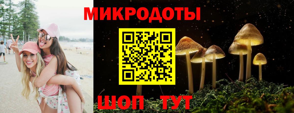 Псилоцибиновые грибы Psilocybe Новоалександровск